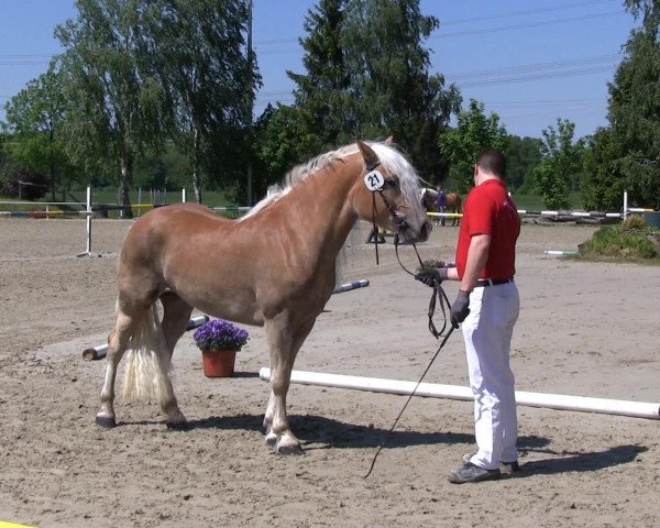 Dressurpferd Welina (Westfale, 2010, von Wunderknabe)