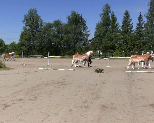 horse Stute von Sternstunde (Haflinger, 2013, from Sternstunde)