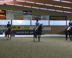 dressage horse Sternwanderer (Hanoverian, 2007, from Stedinger)