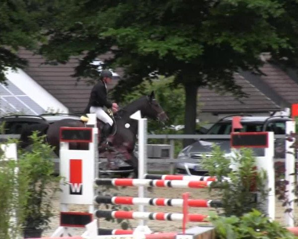 jumper Carlotta WH (Westphalian, 2009, from Castellini)
