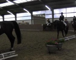 dressage horse Chocolate confection (Holsteiner, 2009, from Cormint)