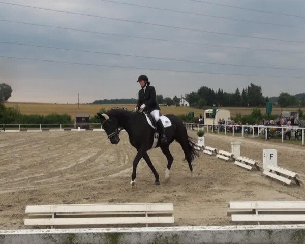 dressage horse Champagner 59 (Westphalian, 2008, from Christiano)