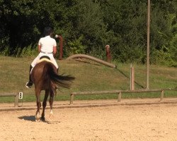 dressage horse French Kiss 49 (Hanoverian, 2008, from Fidertanz)