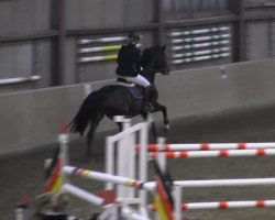 Zuchtstute Coco (Hannoveraner, 2007, von Contendro I)