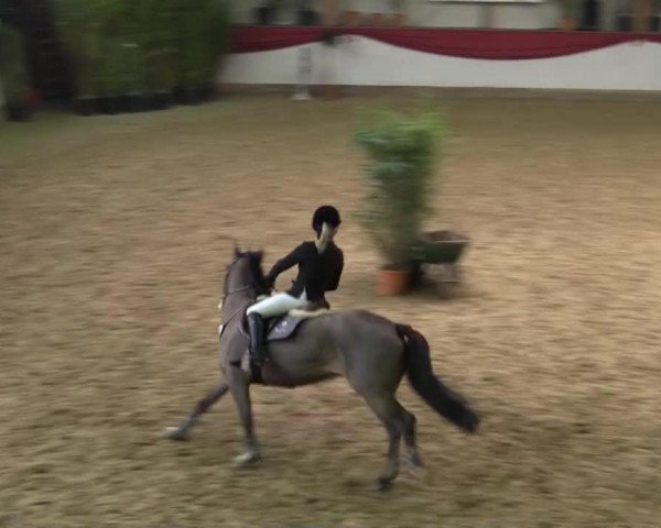 jumper Country Wendy (New Forest Pony, 2008, from Berkhof's Higgledy Piggledy)