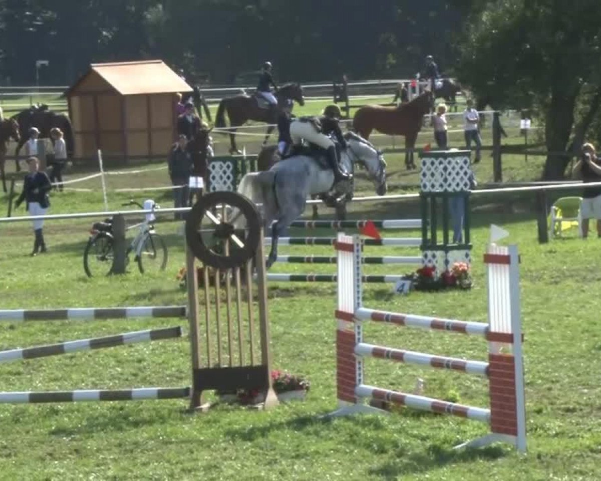 Springpferd Goldana FB (Hannoveraner, 2007, von Gibraleon)
