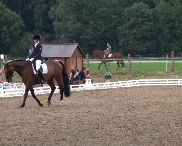 dressage horse Sweet Lemon E (Hanoverian, 2007, from Samarant)