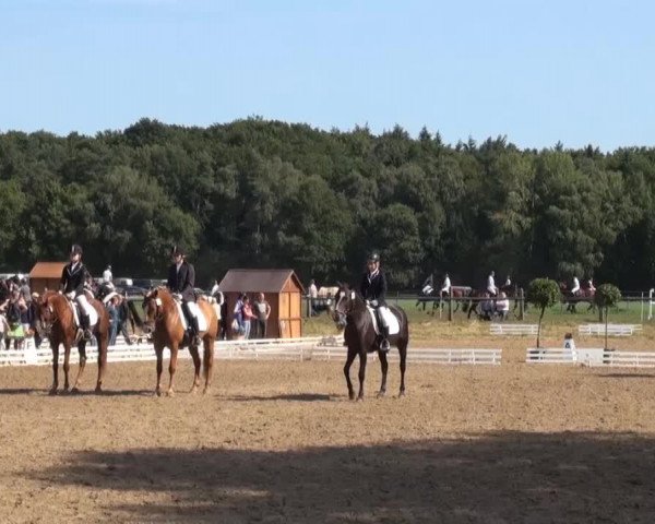 dressage horse Dexter 178 (German Riding Pony, 1991, from Don Carlos)