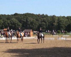 dressage horse Dexter 178 (German Riding Pony, 1991, from Don Carlos)