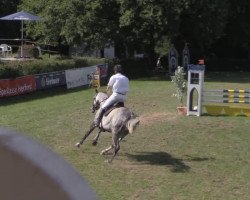 jumper Quidams Solitaire (Oldenburg show jumper, 2005, from Quidam's Rubin)