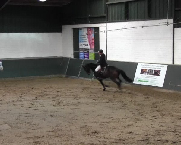 jumper Santiago G (Westphalian, 2007, from Stalypso)