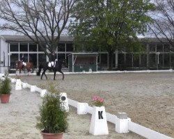 Springpferd Goldina 51 (unbekannt, 2007)