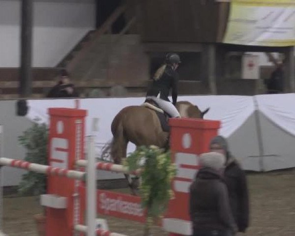 jumper Arizona 124 (Westphalian, 2008, from Acordplus)
