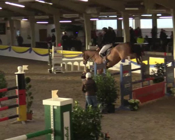 jumper Checker 41 (Holsteiner, 2008, from Coriano)