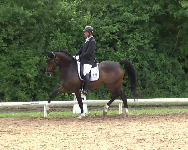 dressage horse Fifty Cent 6 (Hanoverian, 2007, from Fidertanz)