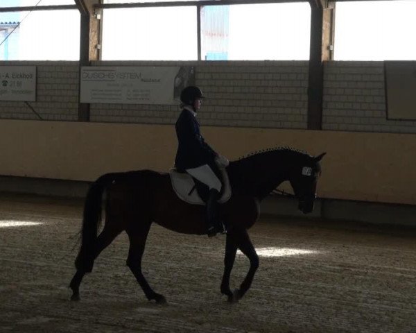 broodmare Fayenne 10 (Westphalian, 2008, from Fiano)