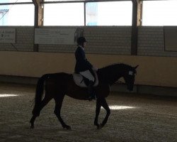 broodmare Fayenne 10 (Westphalian, 2008, from Fiano)