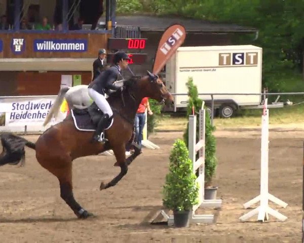 jumper Caruso 495 (Oldenburg show jumper, 2008, from Berlin)