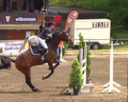 jumper Caruso 495 (Oldenburg show jumper, 2008, from Berlin)