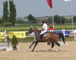 Springpferd Cristobal 23 (Zangersheide Reitpferd, 2007, von Cristallo I)