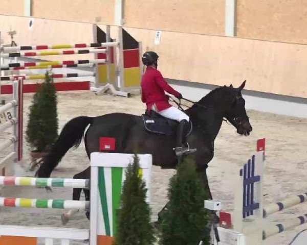 broodmare Abraxxa (Oldenburg, 2008, from Avec Coeur 6)