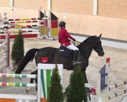 broodmare Abraxxa (Oldenburg, 2008, from Avec Coeur 6)