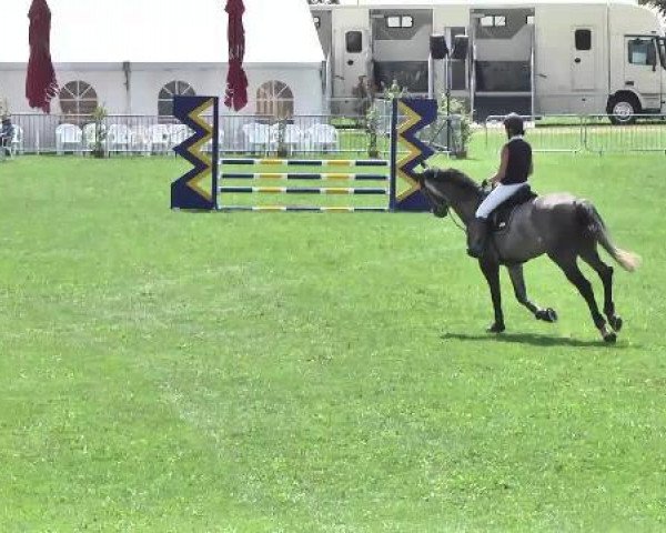 jumper Quincy 178 (Bavarian, 2009, from Quintender 2)