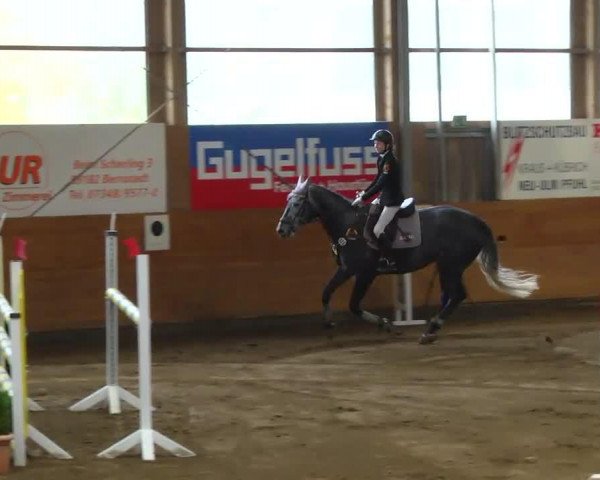 jumper Call Me Special 2 (Holsteiner, 2008, from Canturo)