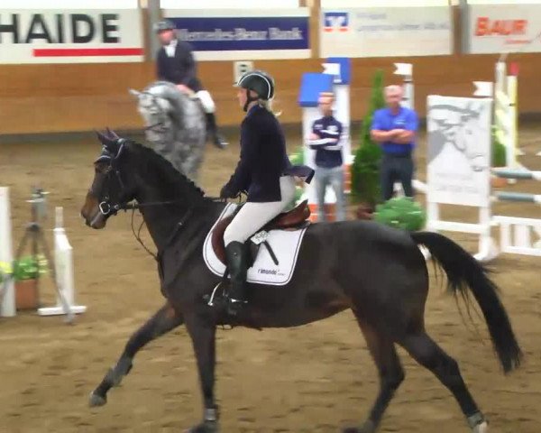 jumper Delicia Hjb (KWPN (Royal Dutch Sporthorse), 2007, from Colandro)