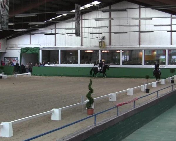 Caballo de Doma Sunrise Delight (Oldenburgués, 2008, de Swarovski)