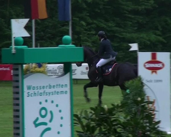 Springpferd Quinlouette (Oldenburger, 2007, von Quintender 2)