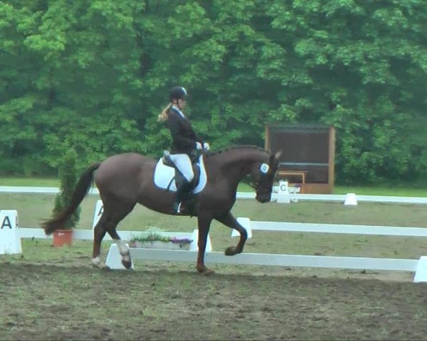 dressage horse Baroness 354 (Westphalian, 2008, from Beltoni)