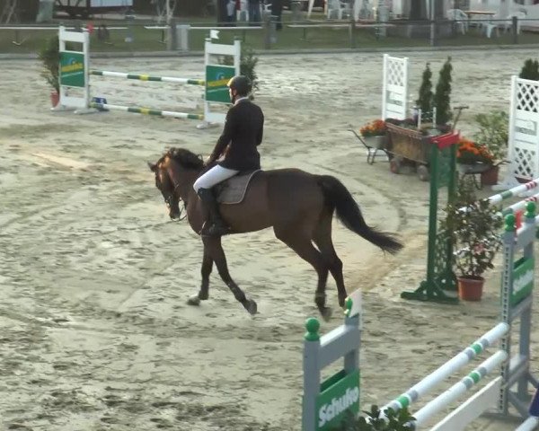 jumper Campino BS (Westphalian, 2008, from Contendro I) jumper Campino BS (Westphalian, 2008, from Contendro I)