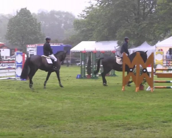 dressage horse Ronaldo 195 (Rhinelander, 2007, from Rimini)