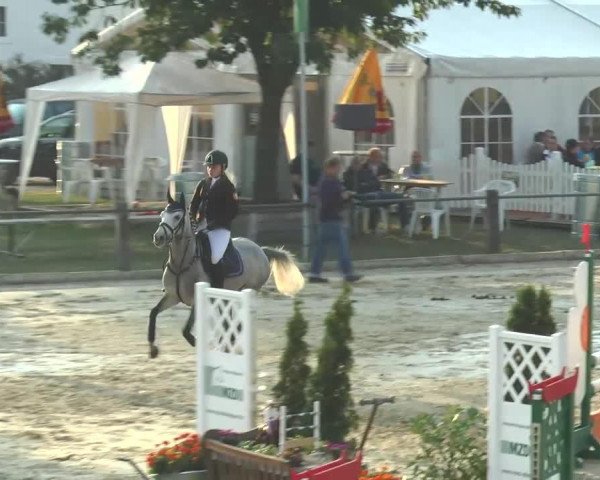 jumper Moonwalker W (German Riding Pony, 2008, from Mentos Charmeur)