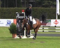 jumper La Luna 345 (Westphalian, 2009, from Lissaro)