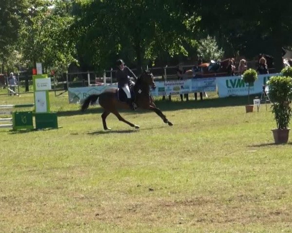 Springpferd Ronja Räubertochter 26 (Westfale, 2008, von Rubitano)