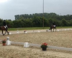 dressage horse Samiro 40 (Westphalian, 2009)