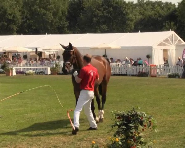 broodmare Flora (Westphalian, 2010, from Florenciano 6)