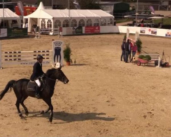 Springpferd Le Dentiste Lewana (KWPN (Niederländisches Warmblut), 2008, von Zelote VDL)