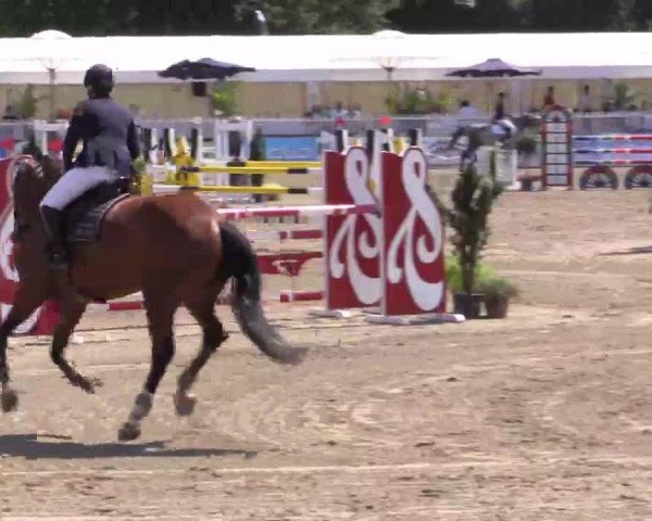 jumper Divette 4 (KWPN (Royal Dutch Sporthorse), 2008, from Landlord)