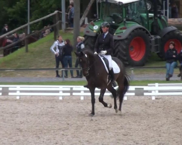 dressage horse Limassol 3 (Hanoverian, 2009, from Lauries Crusador xx)