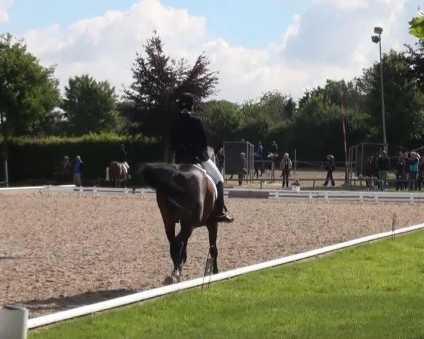 dressage horse Djamila 41 (Westphalian, 2007, from Davignon I)