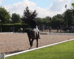 dressage horse Djamila 41 (Westphalian, 2007, from Davignon I)