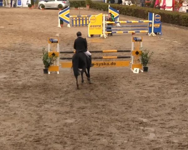 jumper Calica 4 (Westphalian, 2008, from Calico 8)