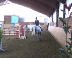 Springpferd Zagnola M (KWPN (Niederländisches Warmblut), 2004, von Silverstone)
