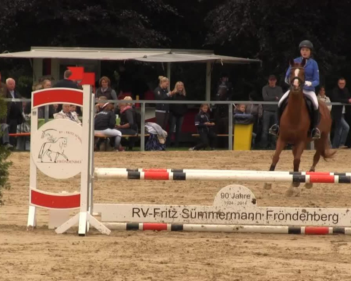 Springpferd Cookie-Si (Hannoveraner, 2007, von Cordoba)