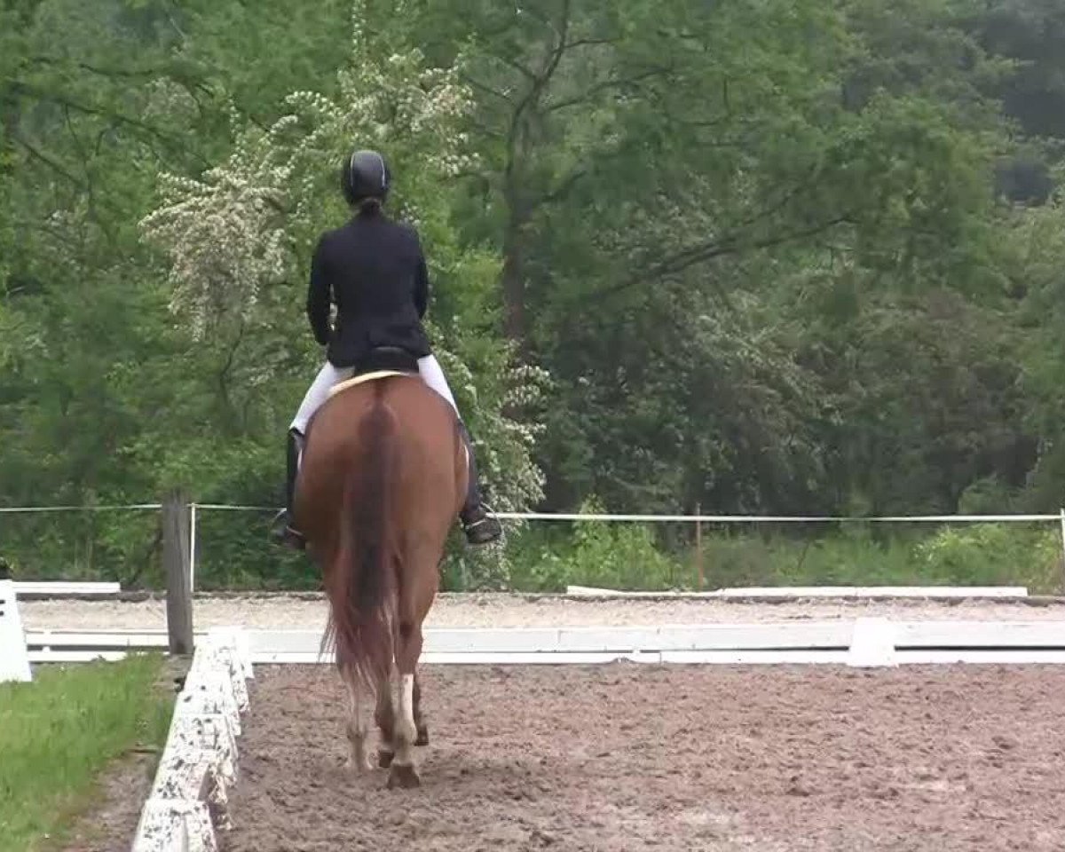 dressage horse Rafidero (Rhinelander, 2009, from Rastenberg)