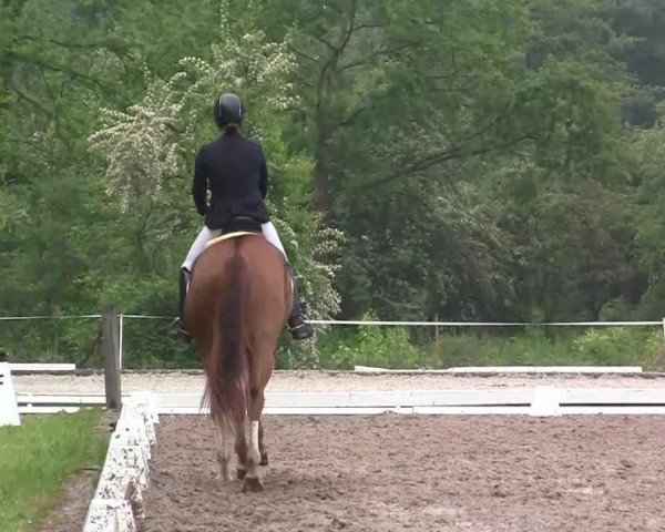 dressage horse Rafidero (Rhinelander, 2009, from Rastenberg)