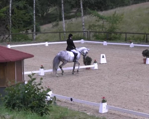 broodmare Galopinne van het Netehof (Belgian Warmblood, 2006, from Casano) broodmare Galopinne van het Netehof (Belgian Warmblood, 2006, from Casano)